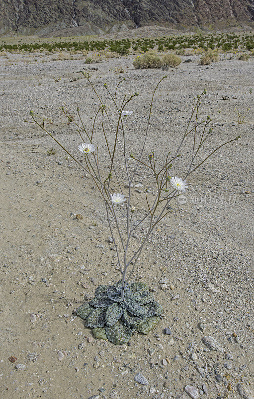 白花蓟马(Atrichoseris platyphylla)，俗称烟草杂草、降落伞植物和沙砾鬼，在加州死亡谷国家公园被发现。菊科。